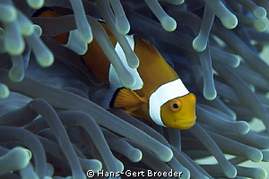Clownfish,
Nemo
www.bunakenhans.com
Bunaken,Sulawesi,I... by Hans-Gert Broeder 